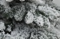 Choinka sztuczna Świerk Ośnieżony gałązki