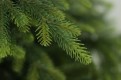 Gałązki PE .Choinka sztuczna Świerk Natura PE 120 cm. Choinka sztuczna jak Żywa. Trzecie zdjęcie szczegółów gałązek choinki.