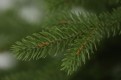 Gałązki choinki sztucznej z polietylenu PE. Choinka sztuczna Świerk Naturalny Premium 100% PE 250 cm. Choinka sztuczna jak Żywa. Zdjęcie przedstawia zbliżenie gałązek pe, które wyglądają jak naturalne. Ujęcie szóste z galerii gałązek.