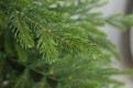 Gałązki z polietylenu PE choinki sztucznej. Choinka sztuczna Świerk Natura 100% PE 150 cm. Choinka sztuczna jak żywa. Zdjęcie przedstawia zbliżenie gałązek pe. Ujęcie trzecie z galerii gałązek.