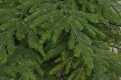 Gałązki z polietylenu PE choinki sztucznej. Choinka sztuczna Świerk Natura 100% PE 150 cm. Choinka sztuczna jak żywa. Zdjęcie przedstawia zbliżenie gałązek pe. Ujęcie czwarte z galerii gałązek.