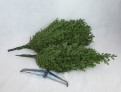 Choinka sztuczna Świerk Naturalny Premium 100% PE 250 cm. Choinka sztuczna jak Żywa. Zdjęcie choinki w trakcie rozkładania.