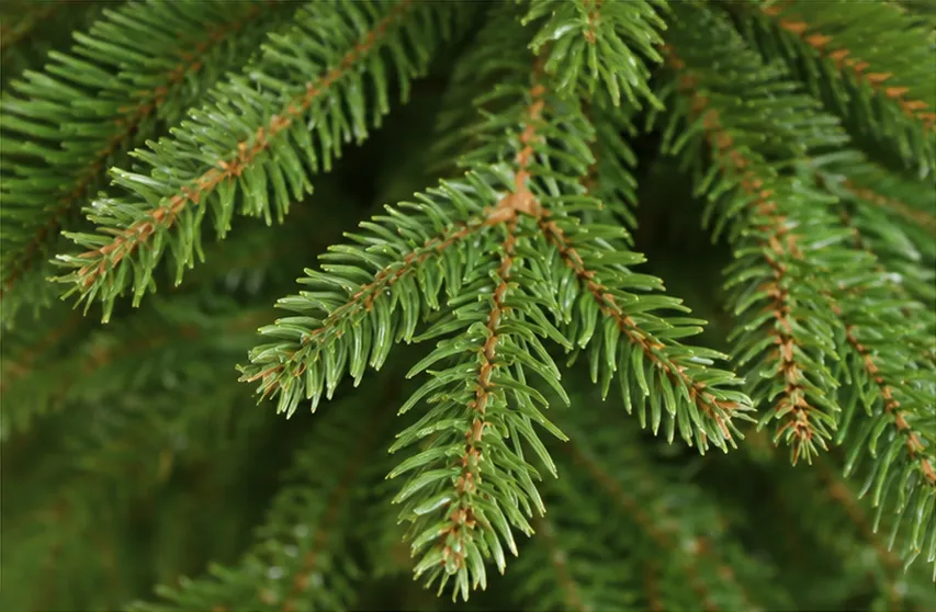 Gałązki PE
